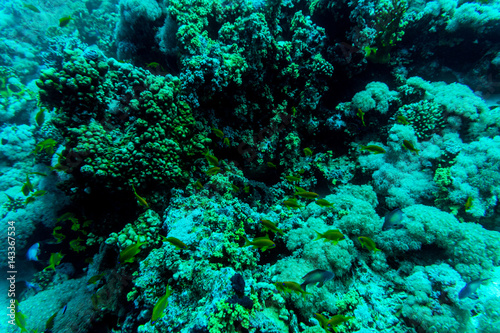 Sea under water nature  with reaf coral and fishes. Sea flora and fauna.