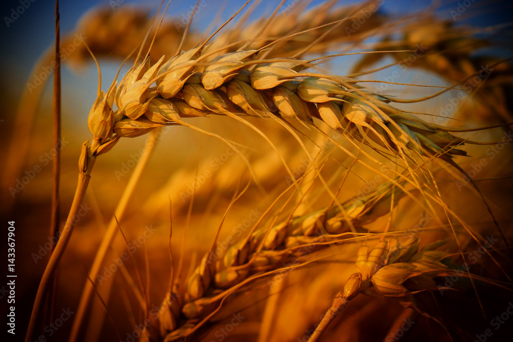 Wheat closeup