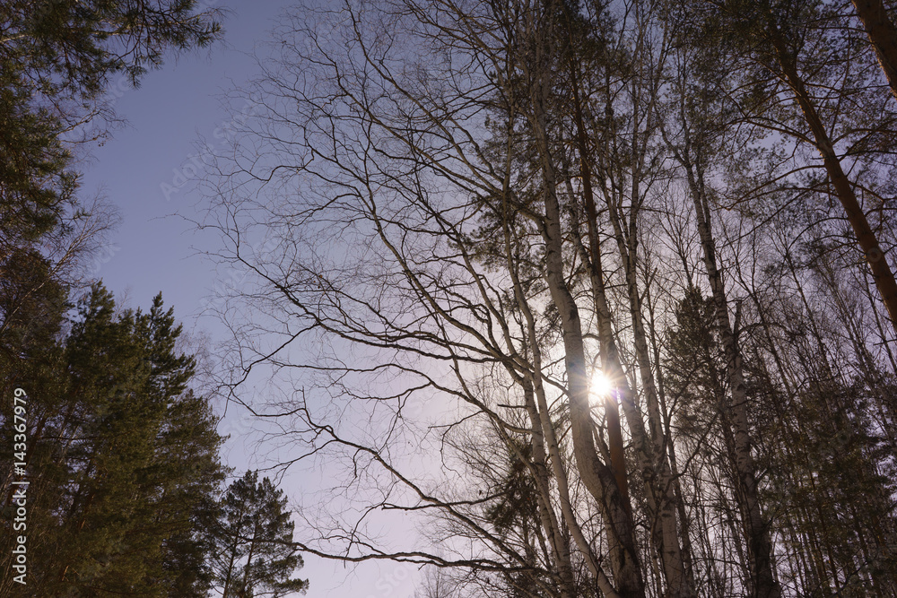 Winter Birch Wood Winter Birch Wood