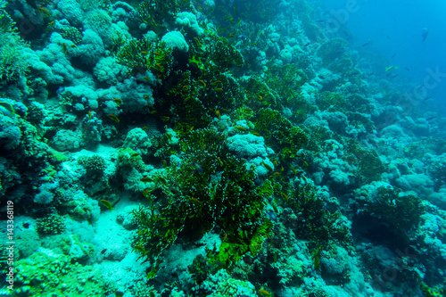 Sea under water nature  with reaf coral and fishes. Sea flora and fauna.