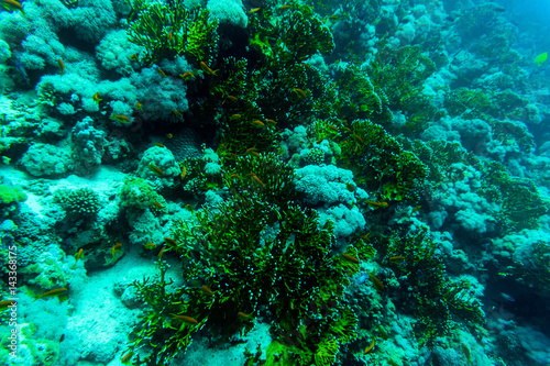 Sea under water nature, with reaf coral and fishes. Sea flora and fauna.