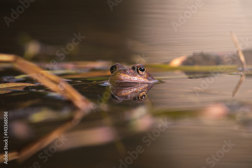 Canvas Print Common frog at mating season during spring, head over water with reflections in