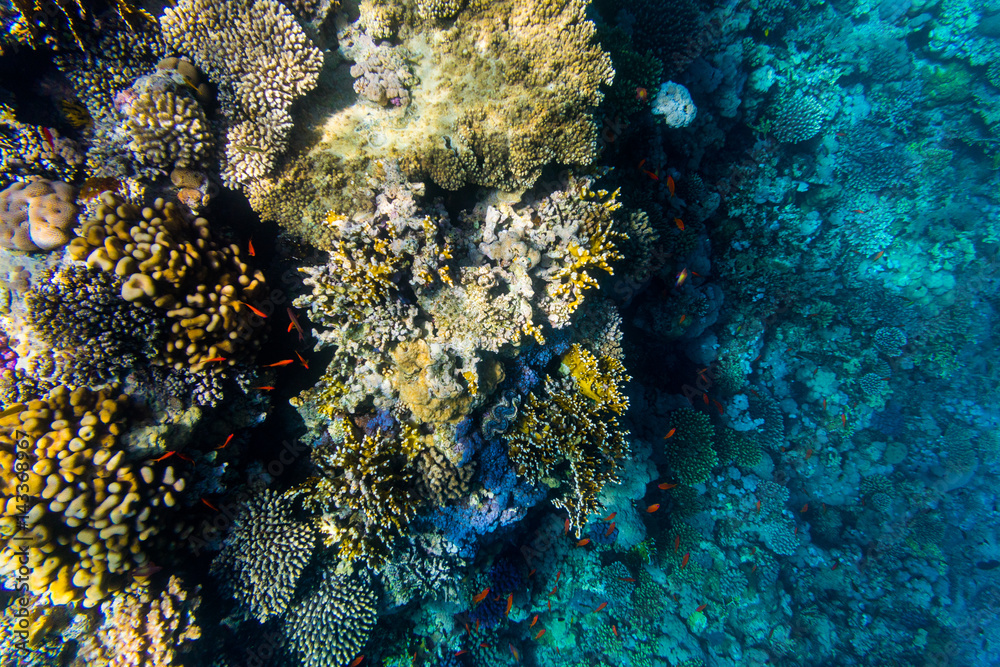 Variety of soft and hard coral shapes, sponges and branches in the deep blue ocean. Yellow, pin, green, purple and brown diversity of living clean undamaged corals. Variety of soft and hard coral shapes, sponges and branches in the deep blue ocean. Yellow, pin, green, purple and brown diversity of living clean undamaged corals.