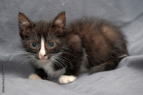 Little black and white kitten photo