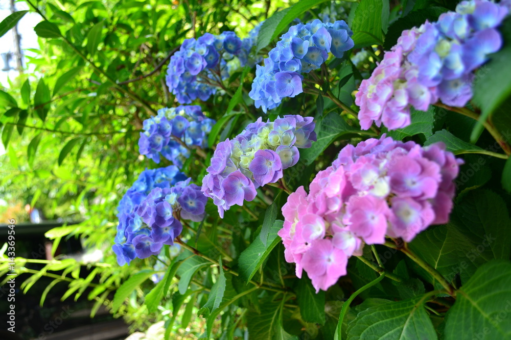 色とりどりの紫陽花 色とりどりの紫陽花