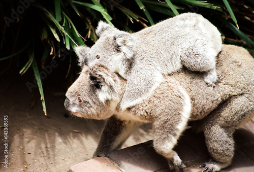 Koala bear with baby in Zoo photo