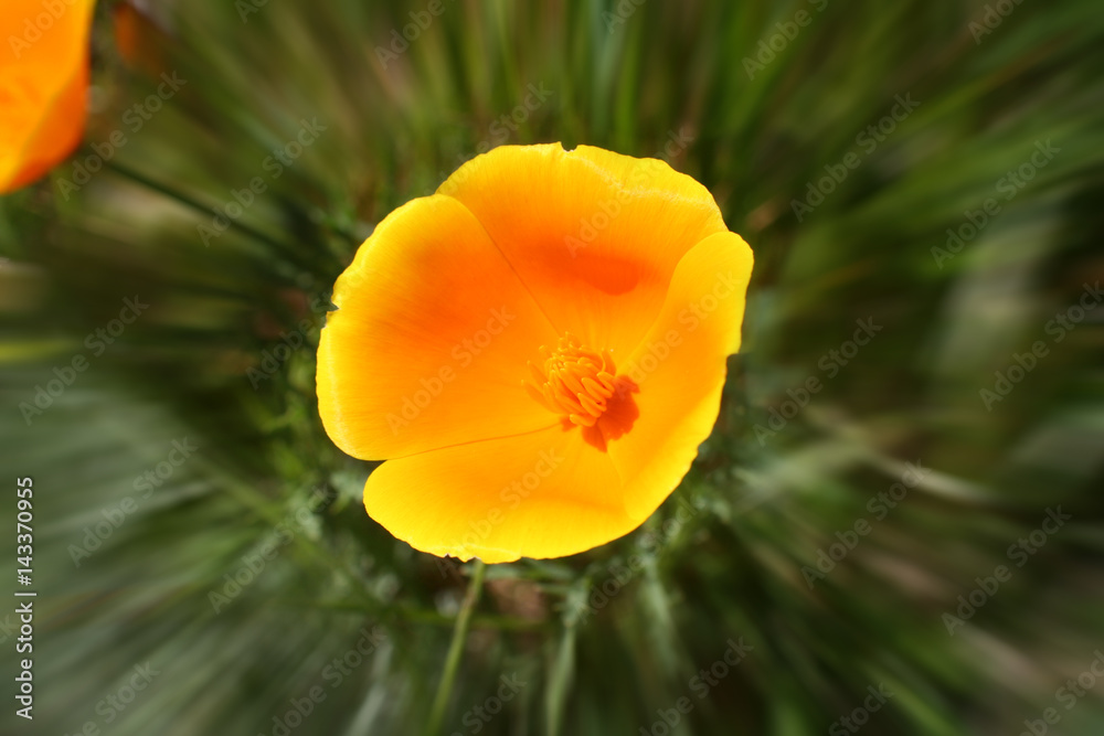 California Poppy Zoom Burst Close Up High Quality 