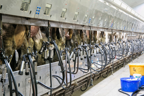 Canvas Print Cow milking automatic system in the milk farm.