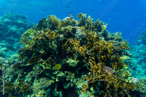 Fototapeta Naklejka Na Ścianę i Meble -  Coral in the clear sea water