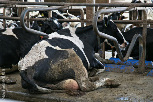 Cows in a stable on a dairy farm.