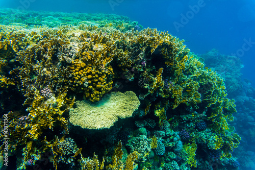 Tentacled flathead on coral reaf of Sharm El Sheih photo