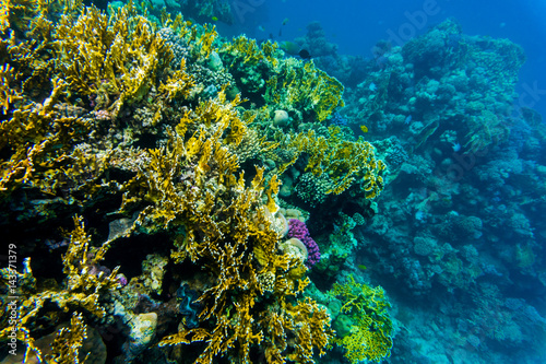 Fototapeta Naklejka Na Ścianę i Meble -  Tentacled flathead on coral reaf of Sharm El Sheih