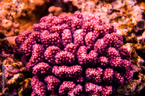 Stingray on coral reaf of Sharm El Sheih © F8  \ Suport Ukraine