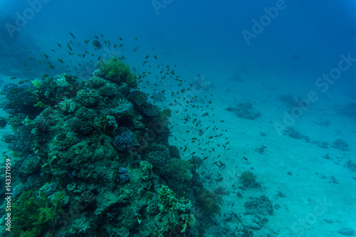 Tropical Fish on Vibrant Coral Reef  underwater scene