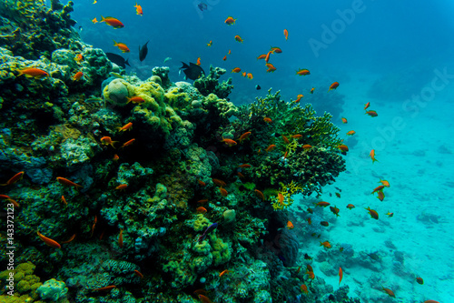 Tropical Fish on Vibrant Coral Reef, underwater scene © F8  \ Suport Ukraine