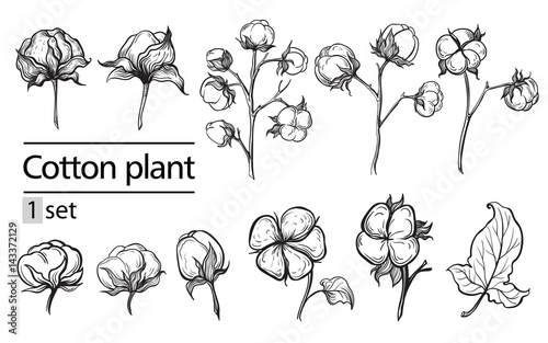 Vector set of hand draw ink cotton plant and lettering. Botanical illustrations.