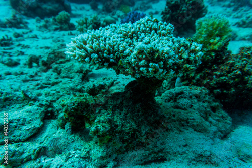 Fototapeta Naklejka Na Ścianę i Meble -  Stingray on coral reaf of Sharm El Sheih