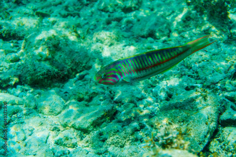 Underwater scene with coral reef and fish photographed in shallow water, Red Sea, Egypt Underwater scene with coral reef and fish photographed in shallow water, Red Sea, Egypt