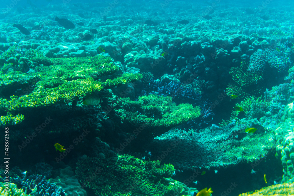 Obraz premium vibrant underwater corall reef