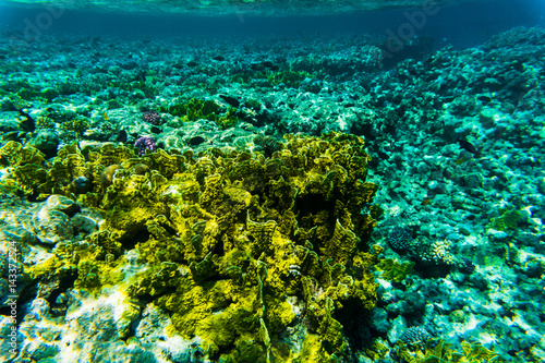 Fototapeta Naklejka Na Ścianę i Meble -  vibrant underwater corall reef