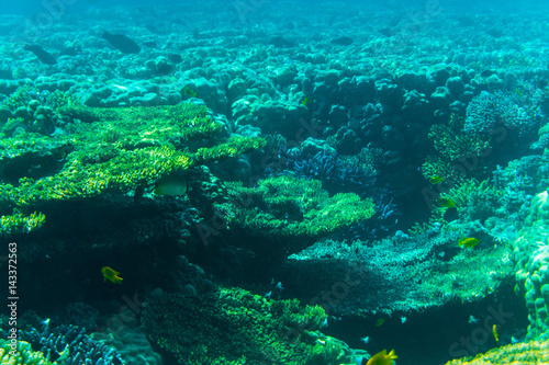 vibrant underwater corall reef