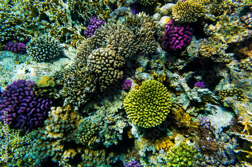 Fototapeta Naklejka Na Ścianę i Meble -  vibrant underwater corall reef