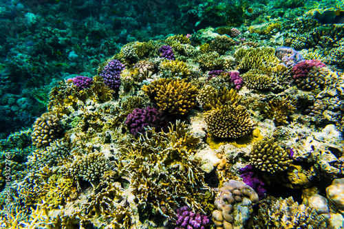 Fototapeta Naklejka Na Ścianę i Meble -  vibrant underwater corall reef