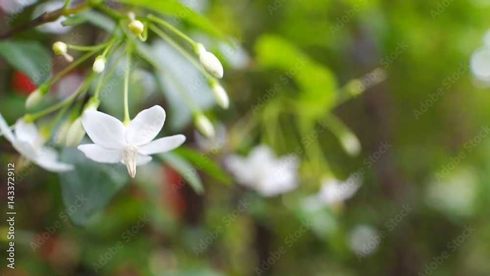 Wild Water Plum Flower Blooming in The Garden Wild Water Plum Flower Blooming in The Garden