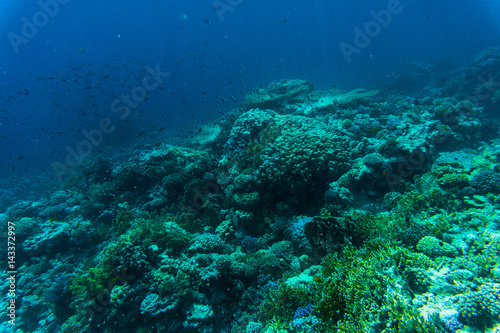 Fishes on the reef, coral of Red sea