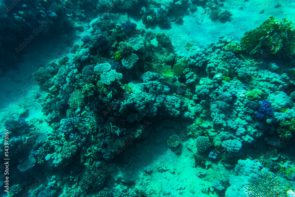 Fototapeta premium Fishes on the reef, coral of Red sea