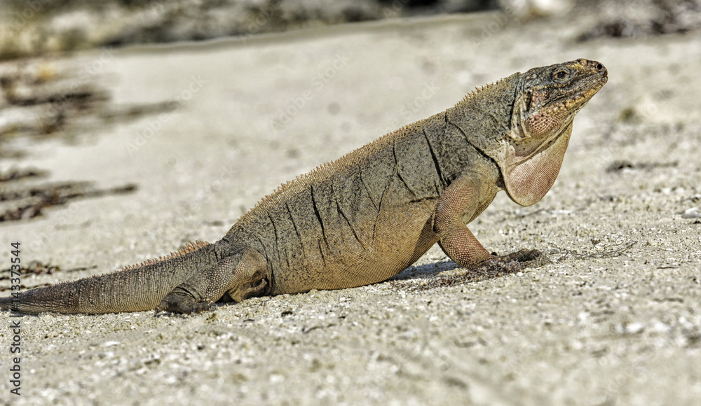 A large endangered rock iguana on the beach in the Exumas, Bahama Islands A large endangered rock iguana on the beach in the Exumas, Bahama Islands