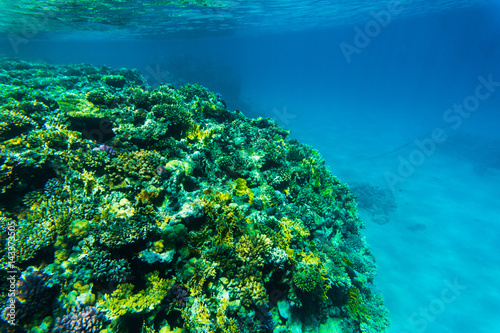 Fototapeta Naklejka Na Ścianę i Meble -  Fish from the coral reef, Sharm El Sheikh, Egypt. Sea world.