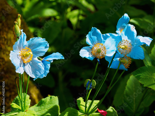 Fototapeta Naklejka Na Ścianę i Meble -  Himalayan blue poppy