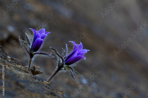 Pasque-flower on the rock  photo