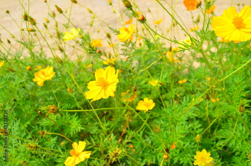 Yellow flower and green leaves background on the tree