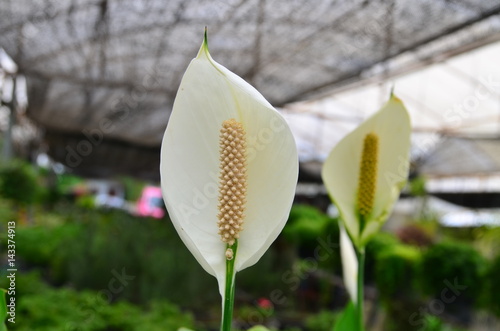 White flower and green leaves on the tree