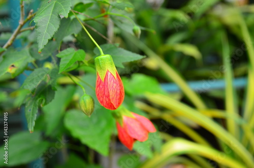 Red flower and green leaves on the tree
