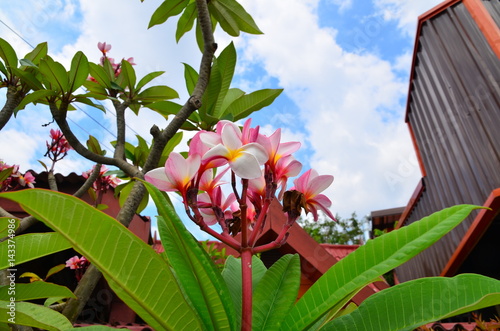 Pink flower with blue sky in the garden