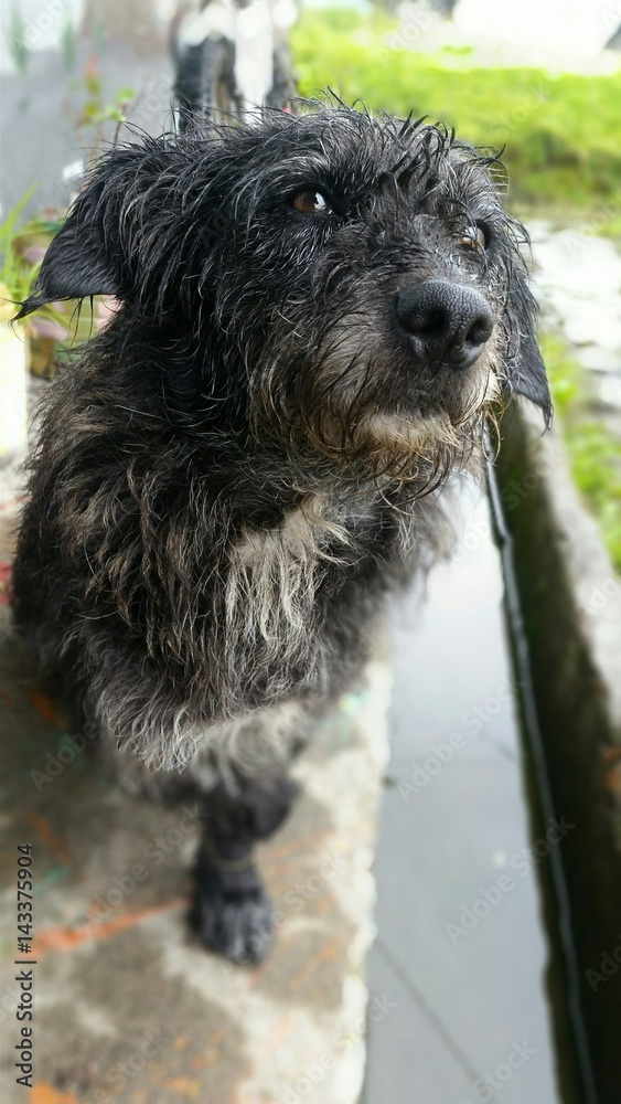 Perro de la calle sin pata