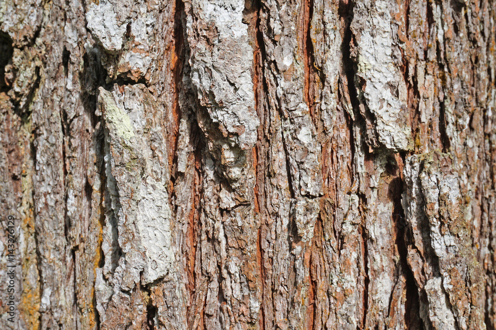 Texture of tree barks Texture of tree barks