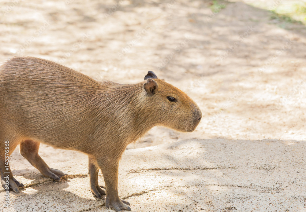 Capybara ( hydrochoerus hydrochaeris ) in nature Capybara ( hydrochoerus hydrochaeris ) in nature