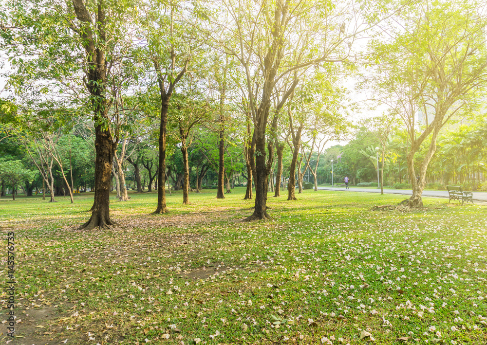Colorful park in autumn, flower on the ground under the tree. Colorful park in autumn, flower on the ground under the tree.