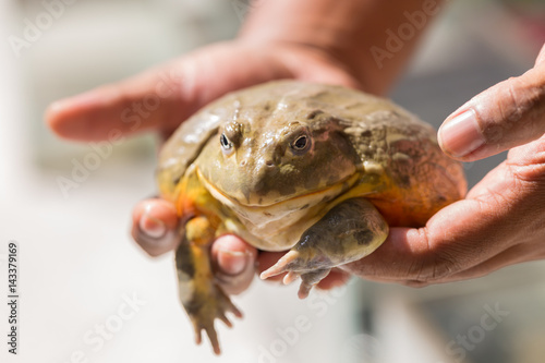 Obraz na plátně Giant African Bullfrog