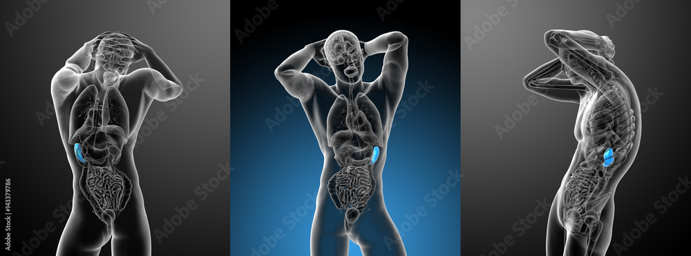 3d rendering medical illustration of the spleen - obrazy, fototapety, plakaty 