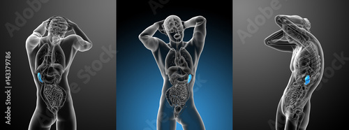 Fotografía 3d rendering medical illustration of the spleen