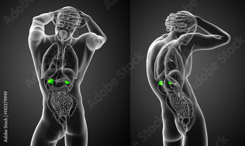 3d rendering medical illustration of the human adrenal glands photo