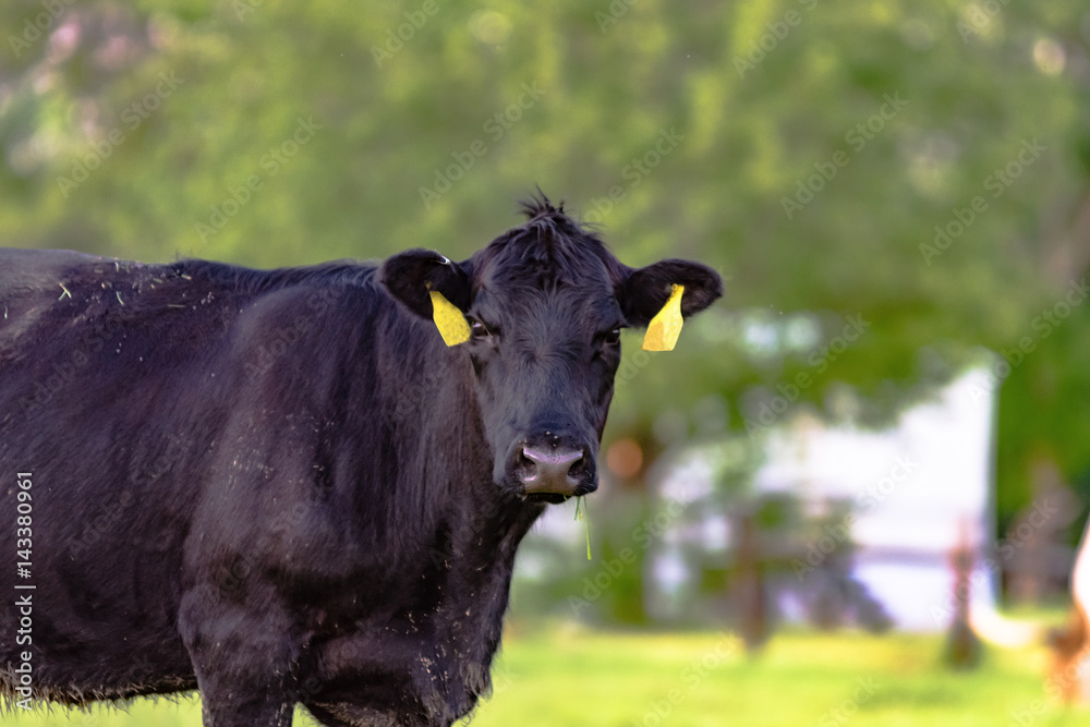 Black Angus cow with two yellow ear tags