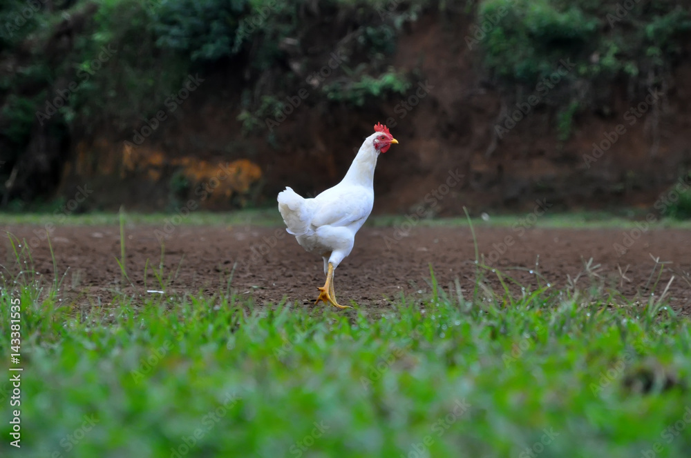 White Chicken