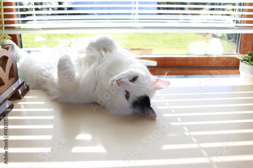 Photography white og black cat breed Turkish Van Vankedisi or Turkish Angora