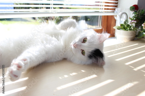 white og black cat breed Turkish Van Vankedisi or Turkish Angora photo